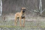 CANE CORSO 741